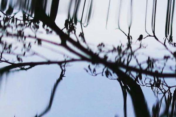 A branching tree reflected in water.